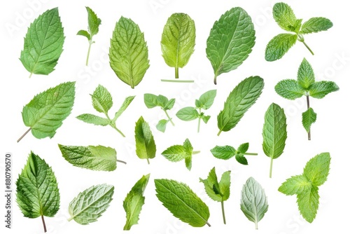 A collection of green leaves arranged on a white background