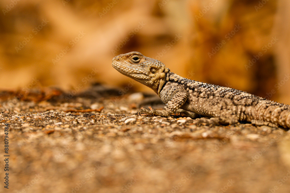 Naklejka premium lizard on a stone