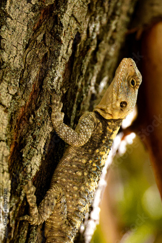 lizard on tree