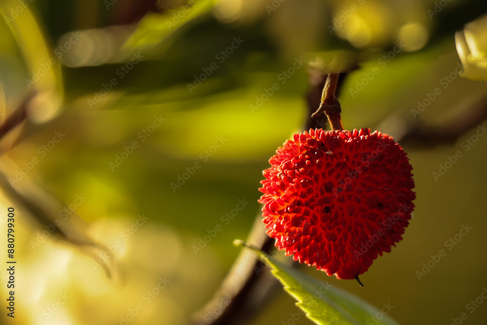 fruit