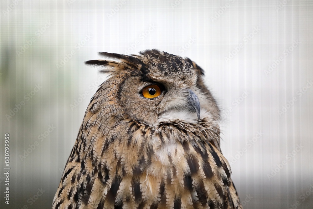 Fototapeta premium 見上げるワシミミズクの顔のアップ