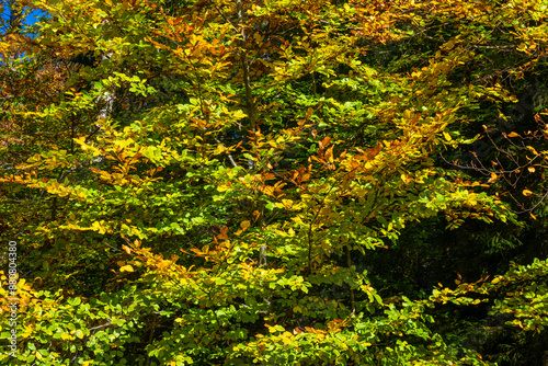 Colored Fall leaves in Vorarlberg, Austria