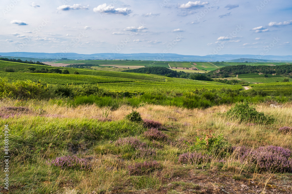 View of the hilly landscape of Rheinhessen with its vineyards View of the hilly landscape of Rheinhessen with its vineyards