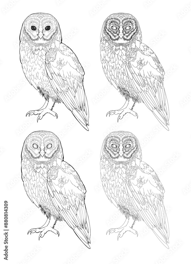 Fototapeta premium Detailed owl bird drawing Line Art coloring book realistic clipart design wild animal doodle graphic black white contour sketch outline print feathers ornamental pattern digital printable page 