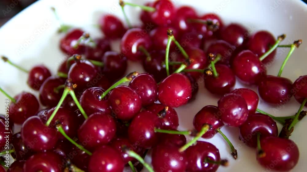 Harvest in Organic Garden. Women Hands Washing Cherry With Water. Fresh Harvest of Cherry Berries. Farmer Washing of Fresh Organic Colorful Cherry Berries With Water, Closeup Berry. Slow Motion. Harvest in Organic Garden. Women Hands Washing Cherry With Water. Fresh Harvest of Cherry Berries. Farmer Washing of Fresh Organic Colorful Cherry Berries With Water, Closeup Berry. Slow Motion.