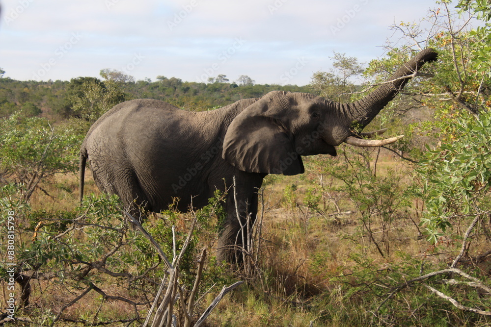 Obraz premium Elefant beim essen