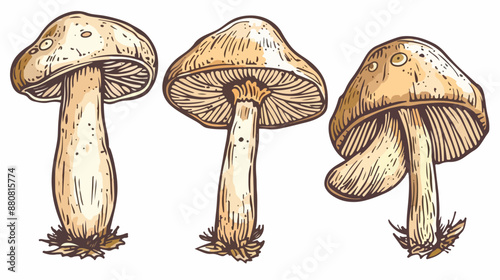 Mushroom Lined Icon Vector Illustration Handdrawn Vector