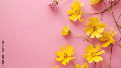 Fototapeta Naklejka Na Ścianę i Meble -  Yellow flowers from above on pink background with space for text