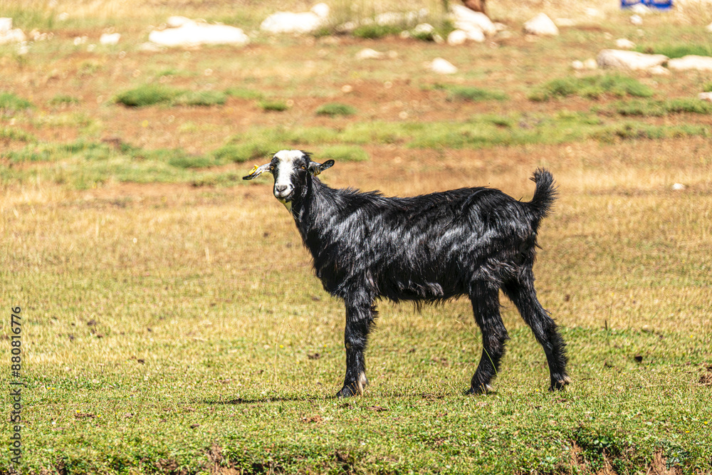 Fototapeta premium goat is feeding at the meadow
