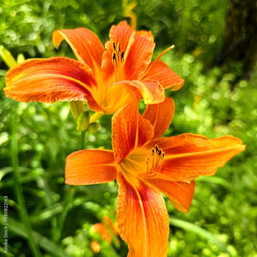 orange tiger lily orange tiger lily