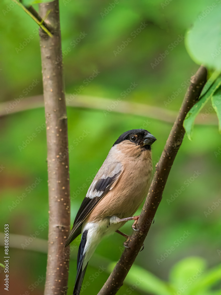 A female bullfinch sitting on the branches of a tree. Close-up portrait of a bird. A female bullfinch sitting on the branches of a tree. Close-up portrait of a bird.