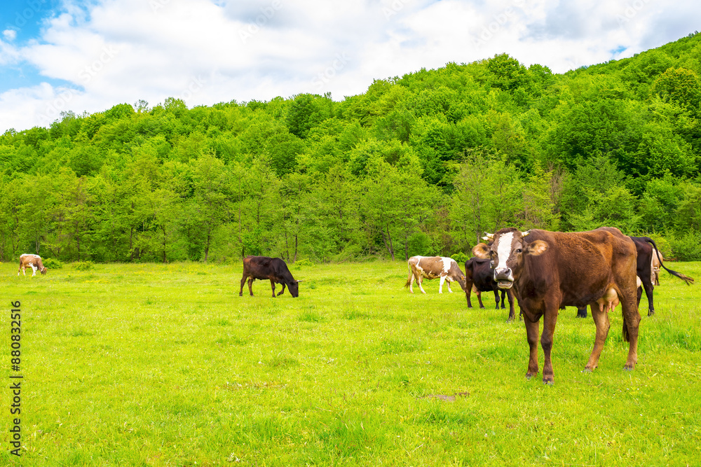 cow cattle on the pasture. rural landscape in spring. nature scenery with grassy meadow near the forest. concept of sustainability in agriculture. transcarpathian region of ukraine cow cattle on the pasture. rural landscape in spring. nature scenery with grassy meadow near the forest. concept of sustainability in agriculture. transcarpathian region of ukraine