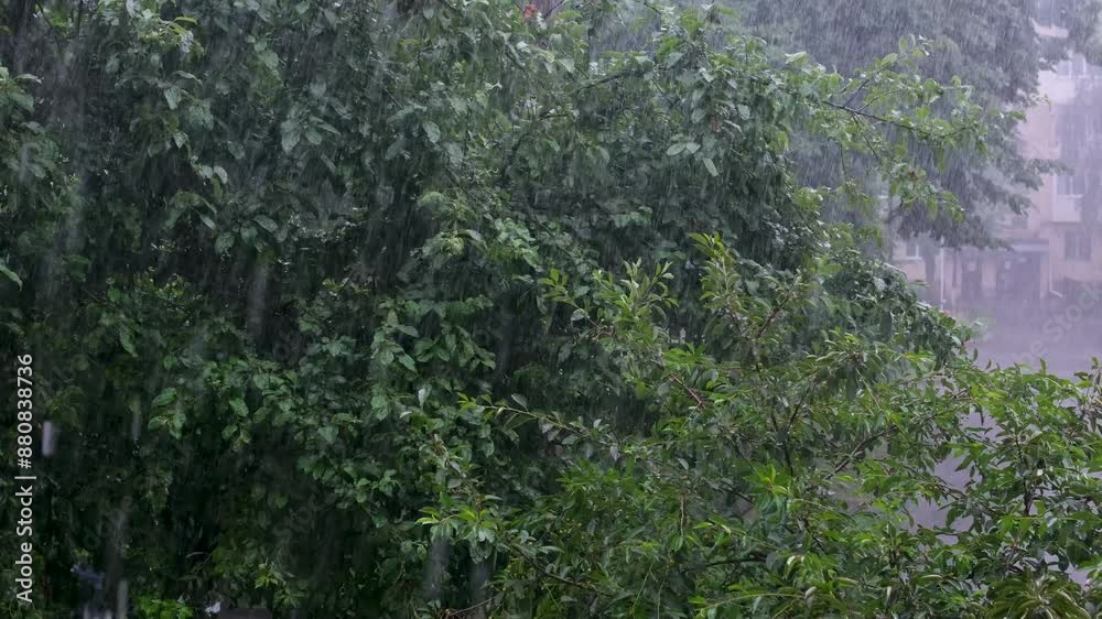 raining shower in the dense forest, close-up of rainfall in jungle, water droplets fixed on green leaves, Raining day in tropical forest. rain drop on leaf tree.Heavy Rain Falling On Tree Leaves raining shower in the dense forest, close-up of rainfall in jungle, water droplets fixed on green leaves, Raining day in tropical forest. rain drop on leaf tree.Heavy Rain Falling On Tree Leaves