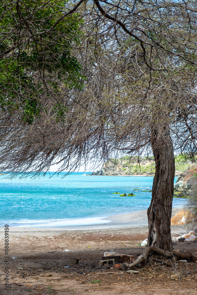 Deserted beach in the Caribbean. Beach with blue waters and white sand. Trees by the sea. Paradise in the sea Deserted beach in the Caribbean. Beach with blue waters and white sand. Trees by the sea. Paradise in the sea