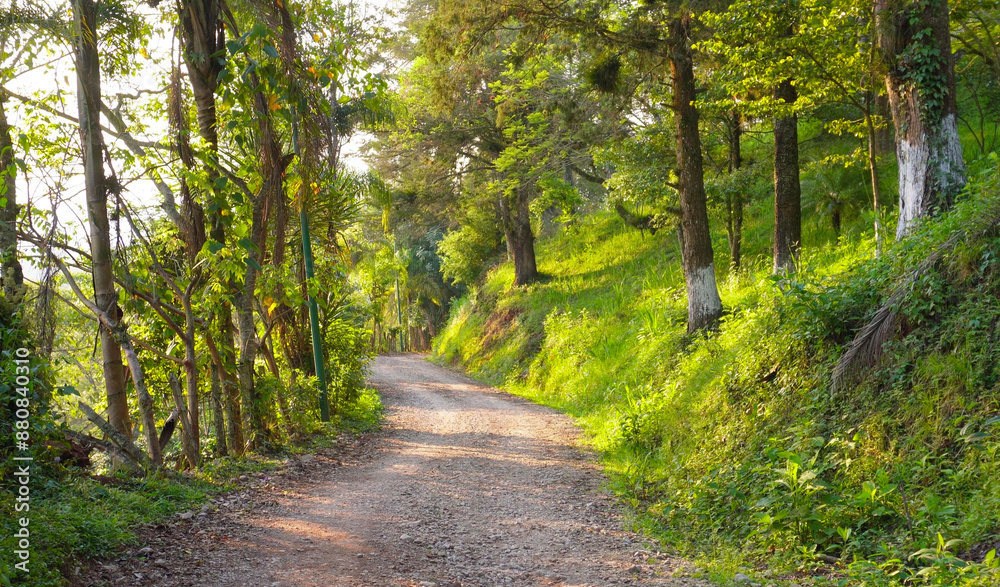 Hiking route in the tropical forest of Veracruz, Mexico, path of trees and ecotourism in Mexico in summer, sunny day and green nature in Mexico Hiking route in the tropical forest of Veracruz, Mexico, path of trees and ecotourism in Mexico in summer, sunny day and green nature in Mexico