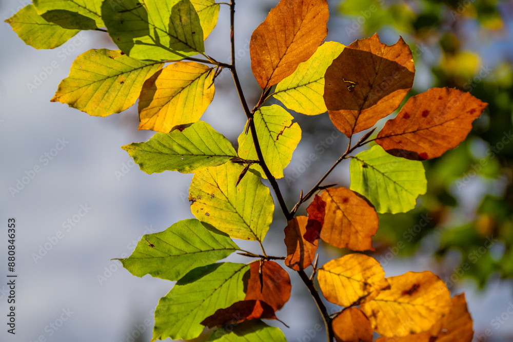Obraz premium Fall - Autumn in the Walgau Valley, State of Vorarlberg, Austria