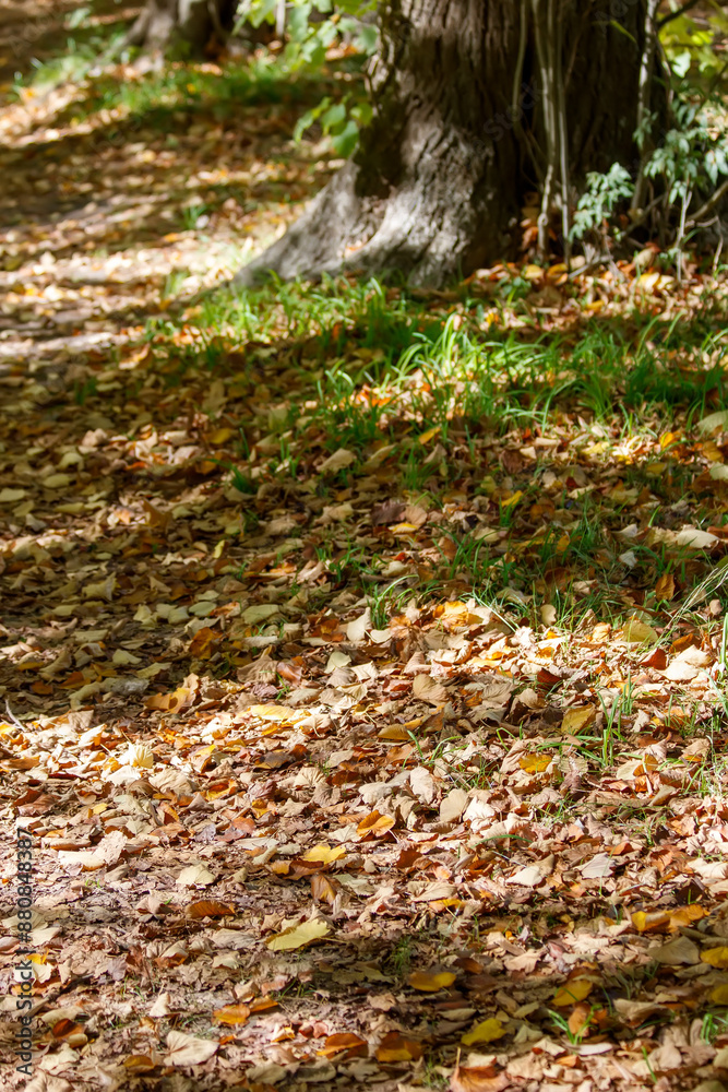autumn in the woods autumn in the woods