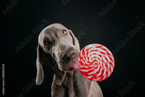 portrait of a Weimaraner dog with a lollipop photo