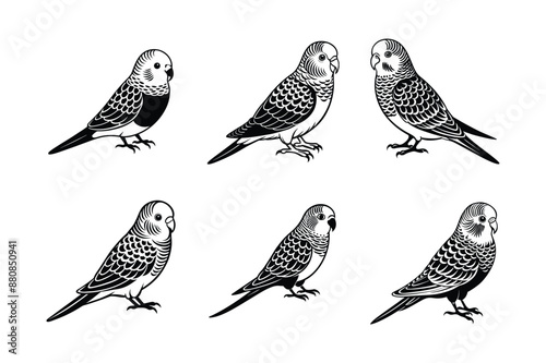 set of budgerigar bird Black Silhouette Bundle - Stunning Vector Illustrations for Wild or domestic animals Nature Lovers, isolated on white