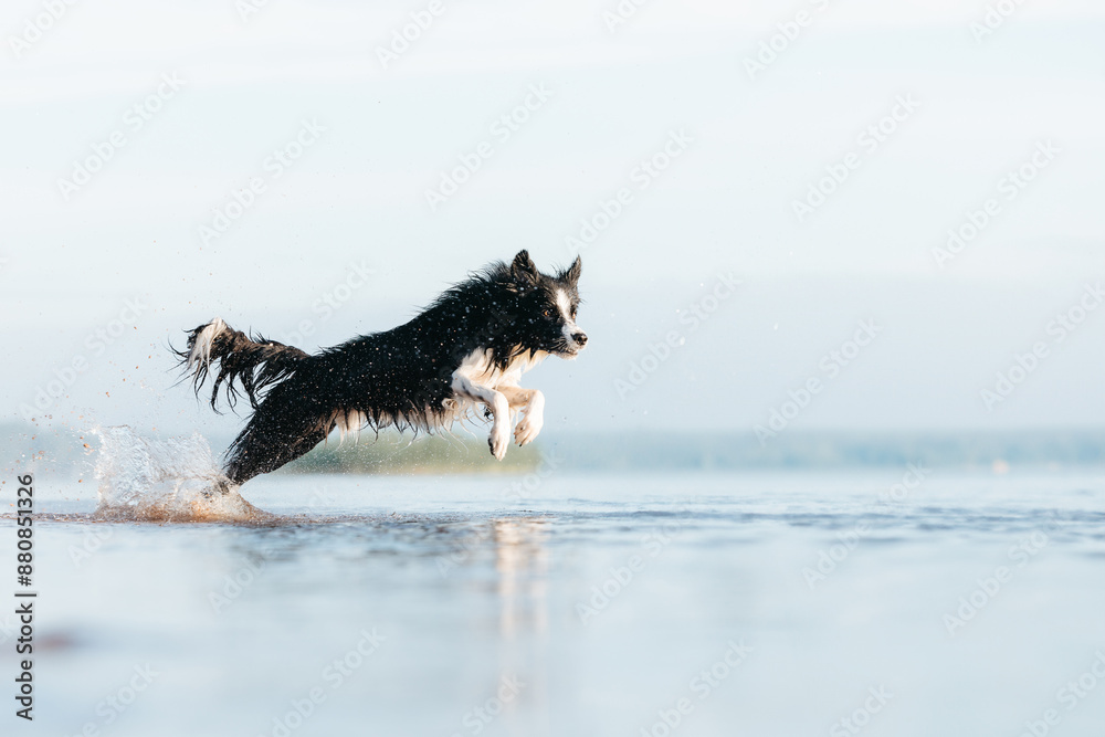 Border collie dog playing in the water