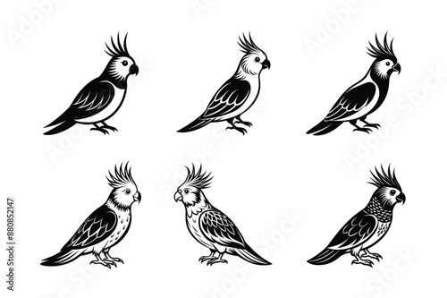 set of Cockatiel Parrots Bird Black Silhouette Bundle - Stunning Vector Illustrations for Nature Lovers, isolated on white