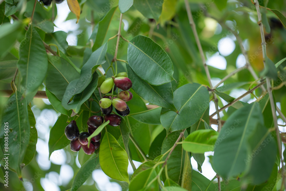 Jamun Fruit Jamun Fruit
