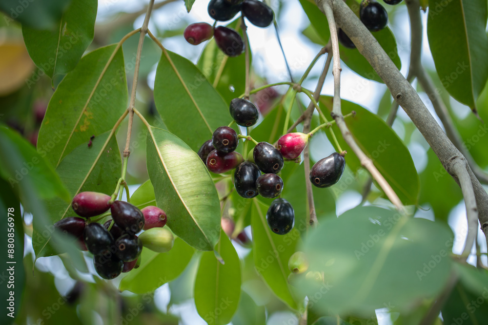 Jamun Fruit Jamun Fruit