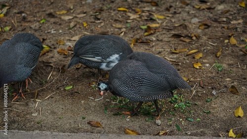 A group of Guinea Chickens (Numididae) at Solo Zoo Safari Park, close up view