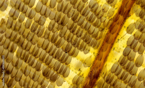 Histology of butterfly wing, closeup of scales, 80x magnification of unstained wet mount. photo