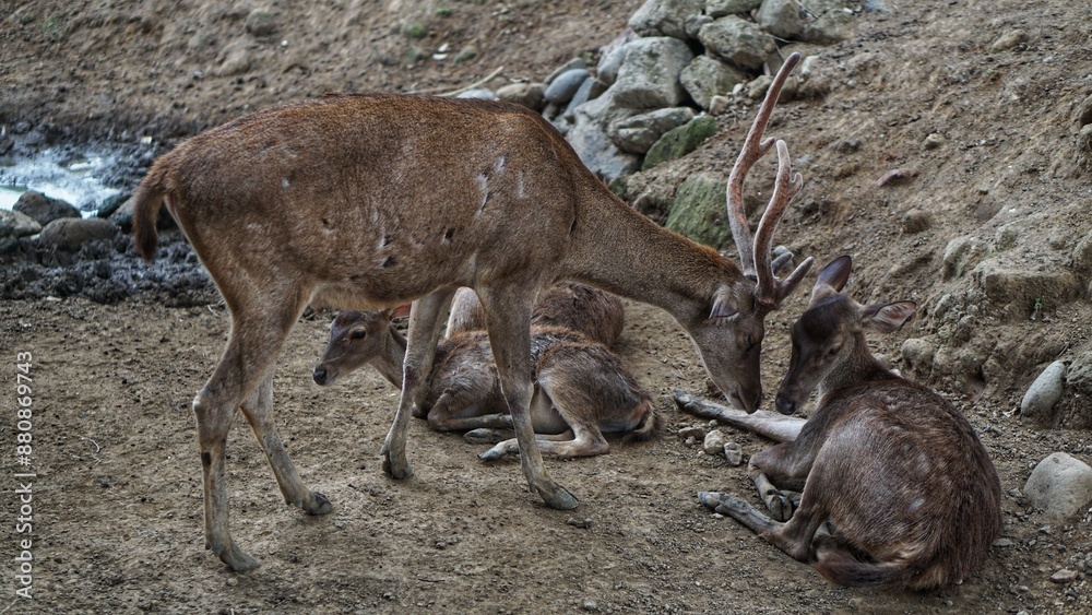 Sunlit red deer, cervus elaphus, deer with new growing antlers facing the camera in summer nature. Sunlit red deer, cervus elaphus, deer with new growing antlers facing the camera in summer nature.