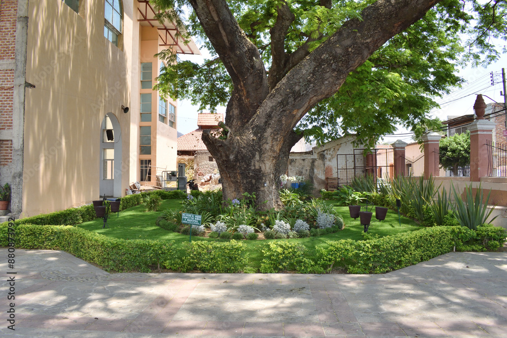 A large tree is in the middle of a garden with a green hedge surrounding it. The garden is well-maintained and has a peaceful, in the temple of Villa Corona, Mexico A large tree is in the middle of a garden with a green hedge surrounding it. The garden is well-maintained and has a peaceful, in the temple of Villa Corona, Mexico
