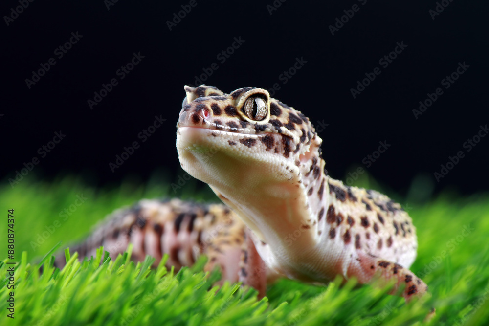 Naklejka premium leopard gecko on the grass
