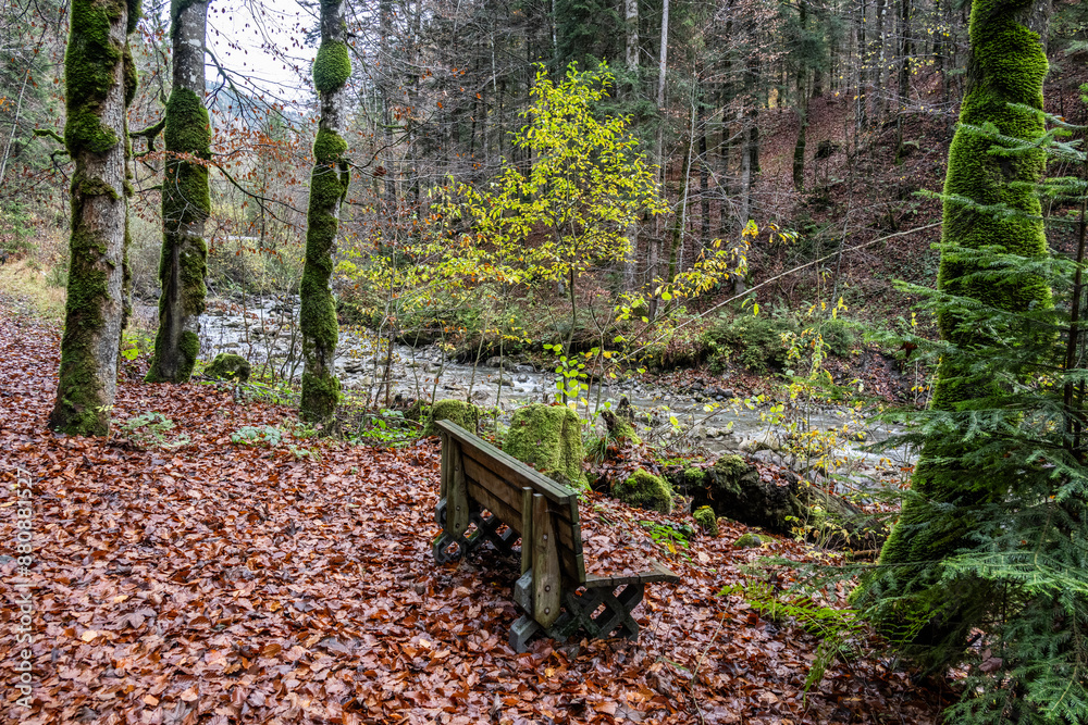 Woods in the valley of Schönebach, Bregenzerwald, the State of Vorarlberg, Austria. Trees with moos along a stream and a bench Woods in the valley of Schönebach, Bregenzerwald, the State of Vorarlberg, Austria. Trees with moos along a stream and a bench