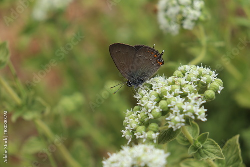 Perched upon a white flower, an Ilex Hairstreak butterfly shimmers under the sun's rays. The delicate patterns on its wings reflect nature's artistry.