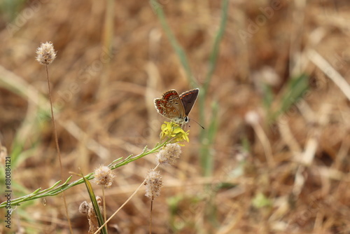  An Azure Spot Butterfly (Limenitis reducta) perches on a rock, its wings shimmering under the sun's rays. The intricate patterns and beauty of the blue hues resemble a work of nature's art.