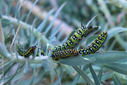 This photograph captures the mesmerizing transformation of nature: the Spurge Hawk-moth (Hyles euphorbiae) transitioning from its larval stage to adulthood.