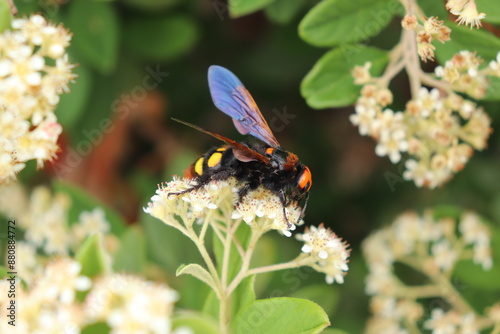 This photograph captures one of nature's most elegant and captivating dances: the moment a bee collects nectar from a flower.