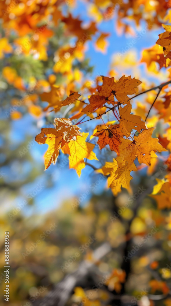 Autumn colorful background, fall backdrop Autumn colorful background, fall backdrop