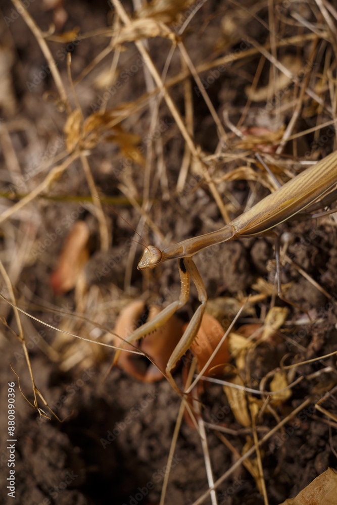 european mantis religiosa or brown praying mantis on forest ground with dry leaves and grass background, soft focused macro shot european mantis religiosa or brown praying mantis on forest ground with dry leaves and grass background, soft focused macro shot