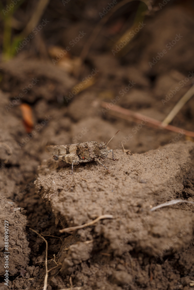 The blue-winged grasshopper, Oedipoda caerulescens camouflaged on the ground, soft focused macro shot The blue-winged grasshopper, Oedipoda caerulescens camouflaged on the ground, soft focused macro shot