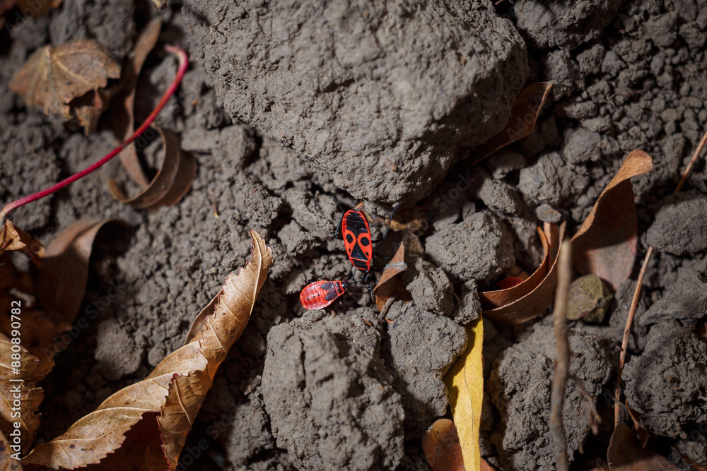 Firebug or Pyrrhocoris apterus, common insect of family Pyrrhocoridae. Small red insects on the forest ground, macro shot Firebug or Pyrrhocoris apterus, common insect of family Pyrrhocoridae. Small red insects on the forest ground, macro shot