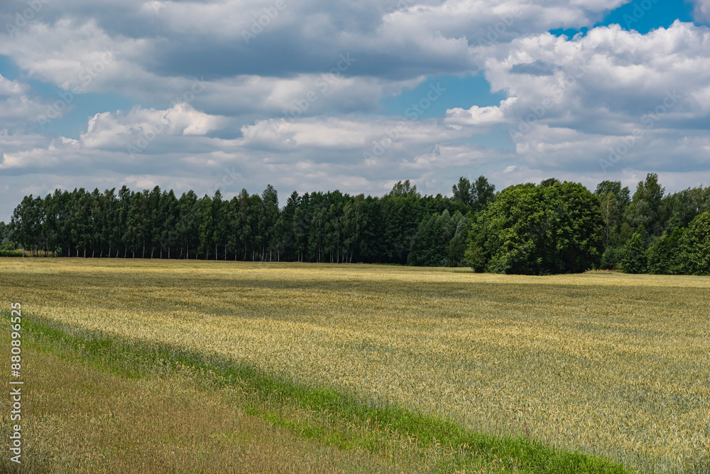 Obraz premium Field covered with plants in front of forest during cloudy day with blue sky