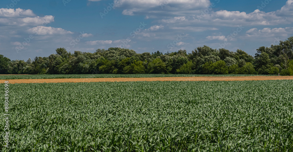 Landscape with corn growing in the field during early summer Landscape with corn growing in the field during early summer