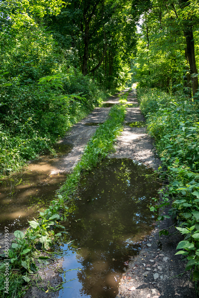 Ground path through a forest with puddles after rain Ground path through a forest with puddles after rain