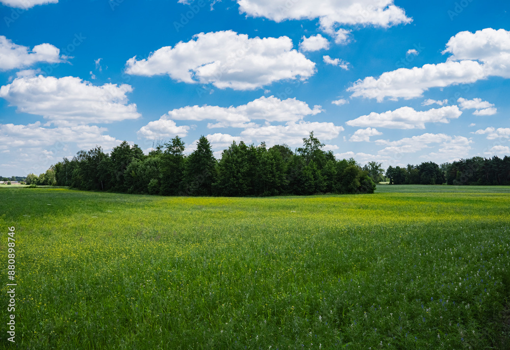 Landscape with a meadow full of lupinus plants growing near forest Landscape with a meadow full of lupinus plants growing near forest