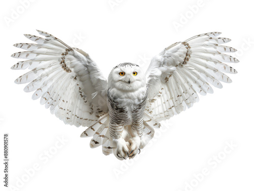 A majestic snowy owl with outstretched wings in mid-flight cut out transparent isolated on white background PNG file
