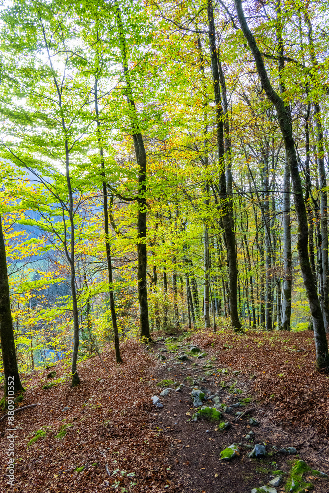 Fall - Autumn in the Bregenz Forrest - Bregenzerwald - State of Vorarlberg, Austria Fall - Autumn in the Bregenz Forrest - Bregenzerwald - State of Vorarlberg, Austria