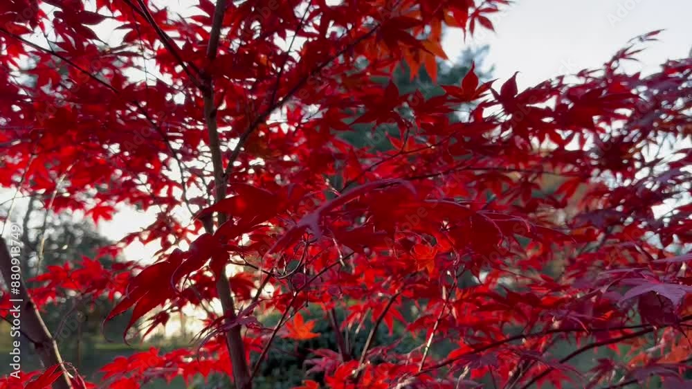 Red leaves of an ornamental maple tree. In the park. On a branch in autumn. For video presentation, advertising. Garden Red leaves of an ornamental maple tree. In the park. On a branch in autumn. For video presentation, advertising. Garden