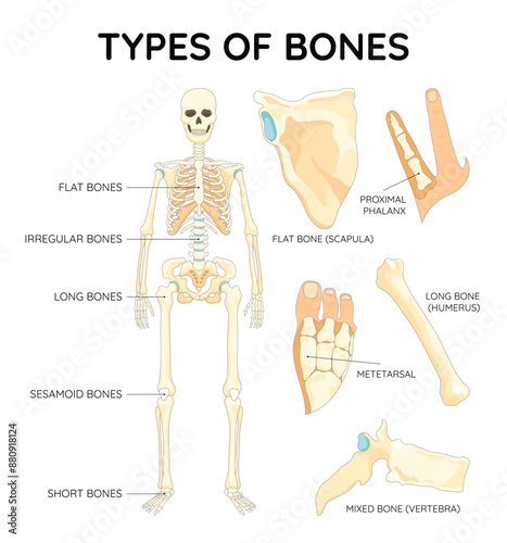 Bones types skeleton. Educational anatomical diagram. Bones location and titles example. Labeled educational scheme, anatomy outline diagram. Educational medical vector illustration