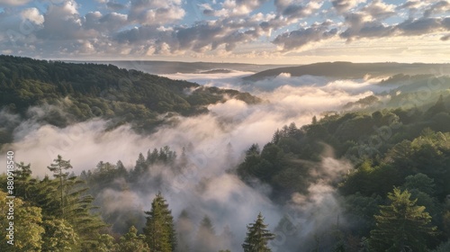 Low-lying fog enveloping a forested valley, with distant clouds above the treetops.